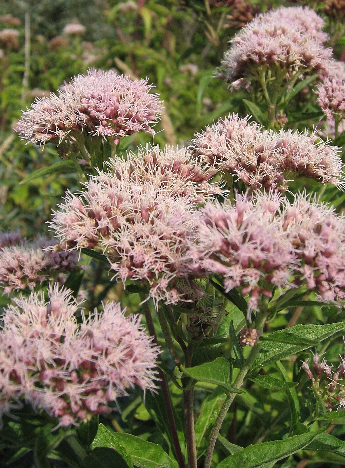 Hemp Agrimony | Eupatorium Cannabinum | Bees | Butterflies