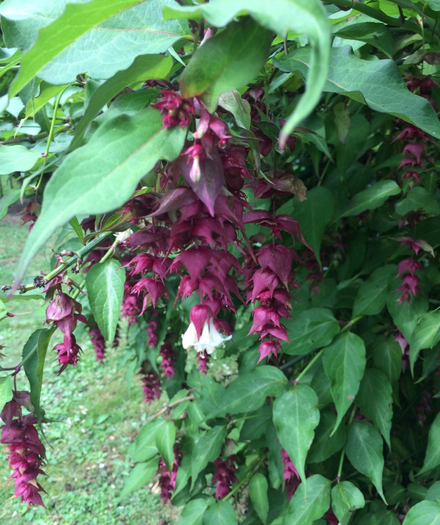 Himalayan Honeysuckle | Leycesteria Formosa | 50+ seeds