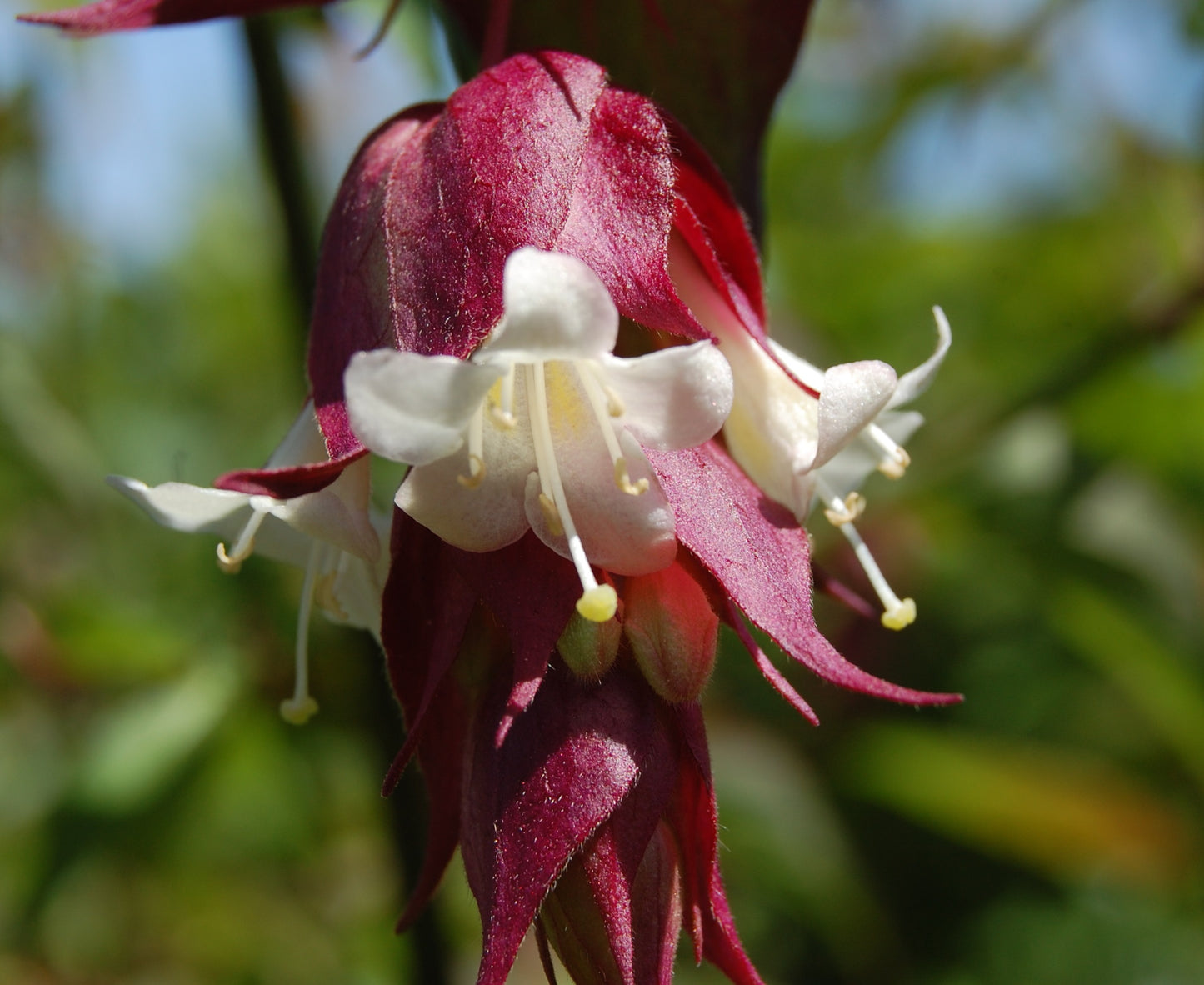 Himalayan Honeysuckle | Leycesteria Formosa | 50+ seeds