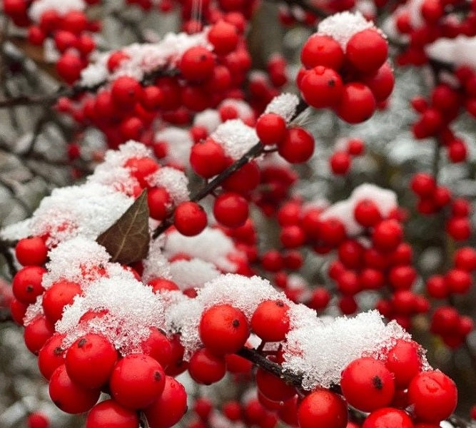 Common Holly Seeds (Ilex Aquifolium) | Fresh 2023 seeds | Hedging
