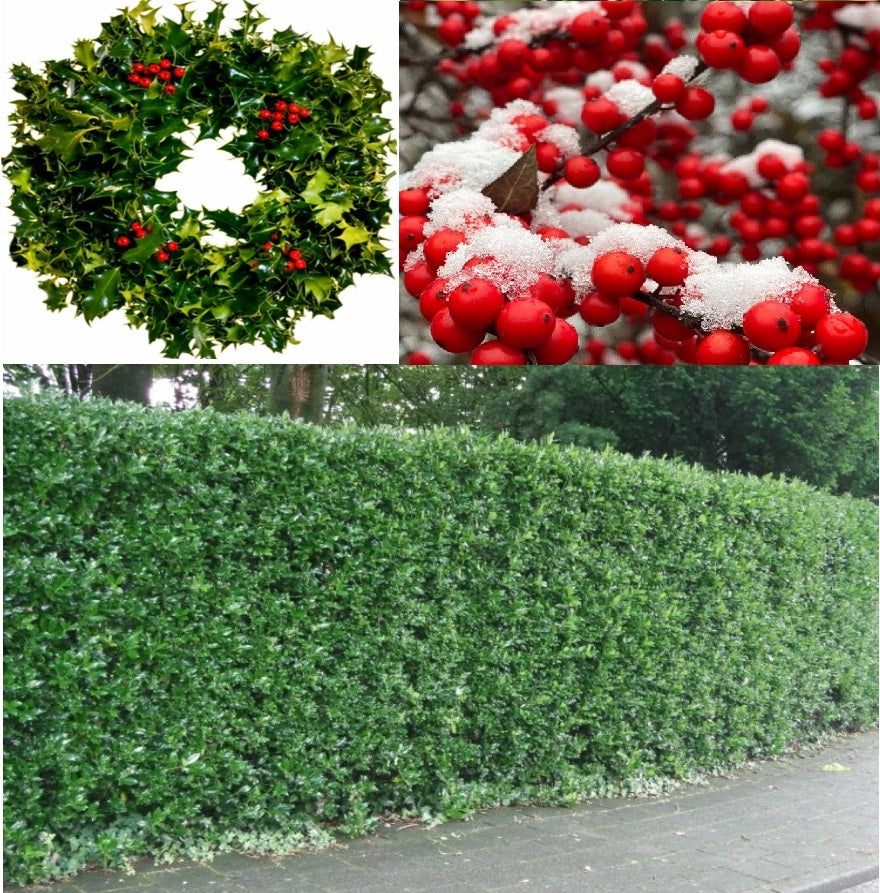 Common Holly Seeds (Ilex Aquifolium) | Fresh 2023 seeds | Hedging