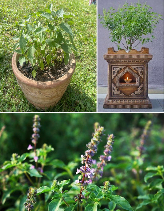 Tulsi seeds | Holy Basil | Ocimum Sanctum | 100+ seeds | Tulsi | Hindu Cerimonial