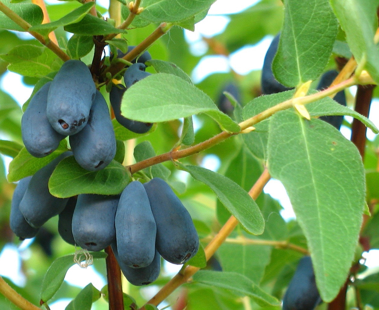 Honeyberry | Lonicera Caerulea 15+ Seeds | Haskap | Organic -Own Crop
