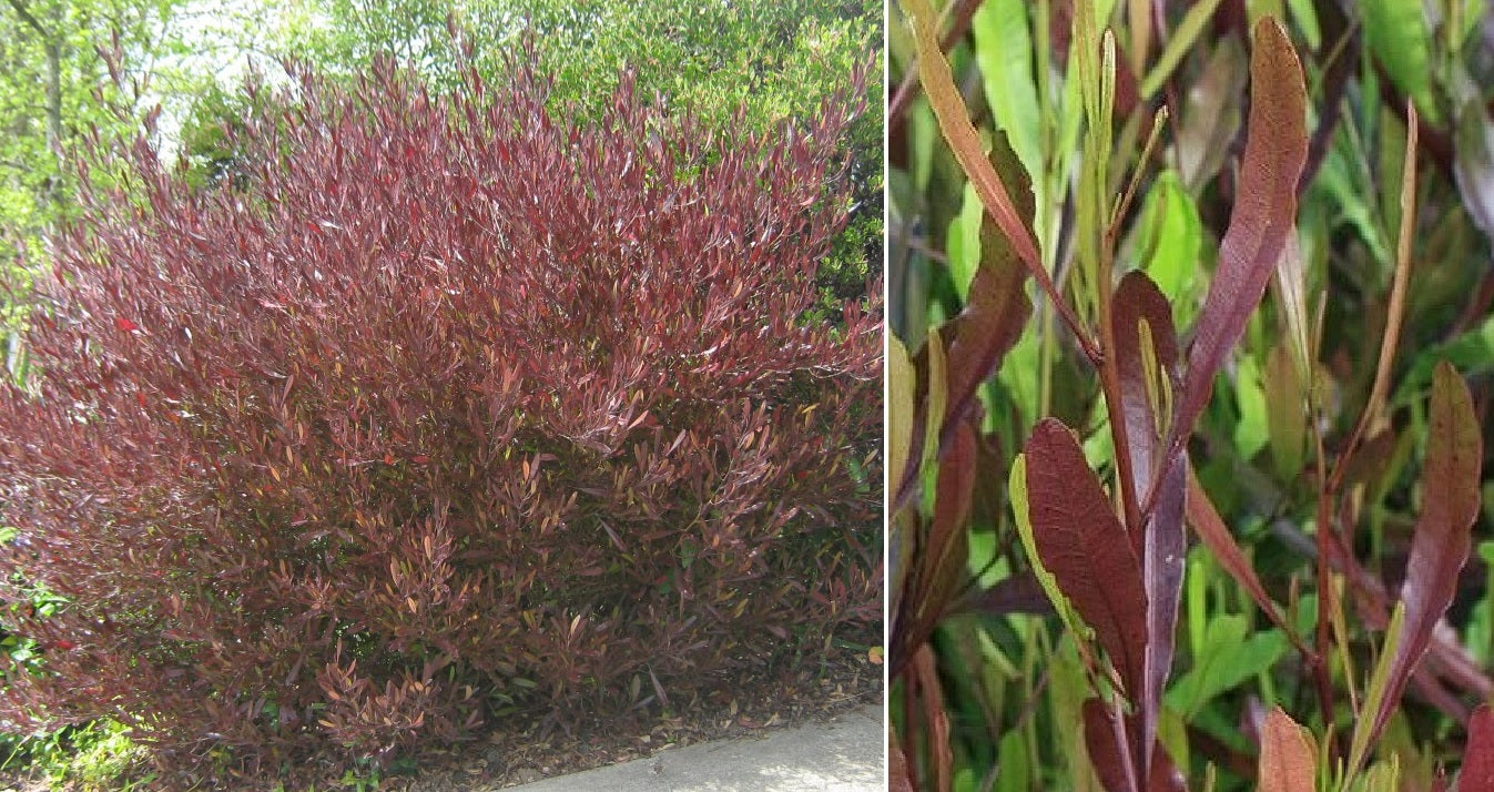 Purple Hop Bush Dodonaea Viscosa Purpurea 20+ seeds