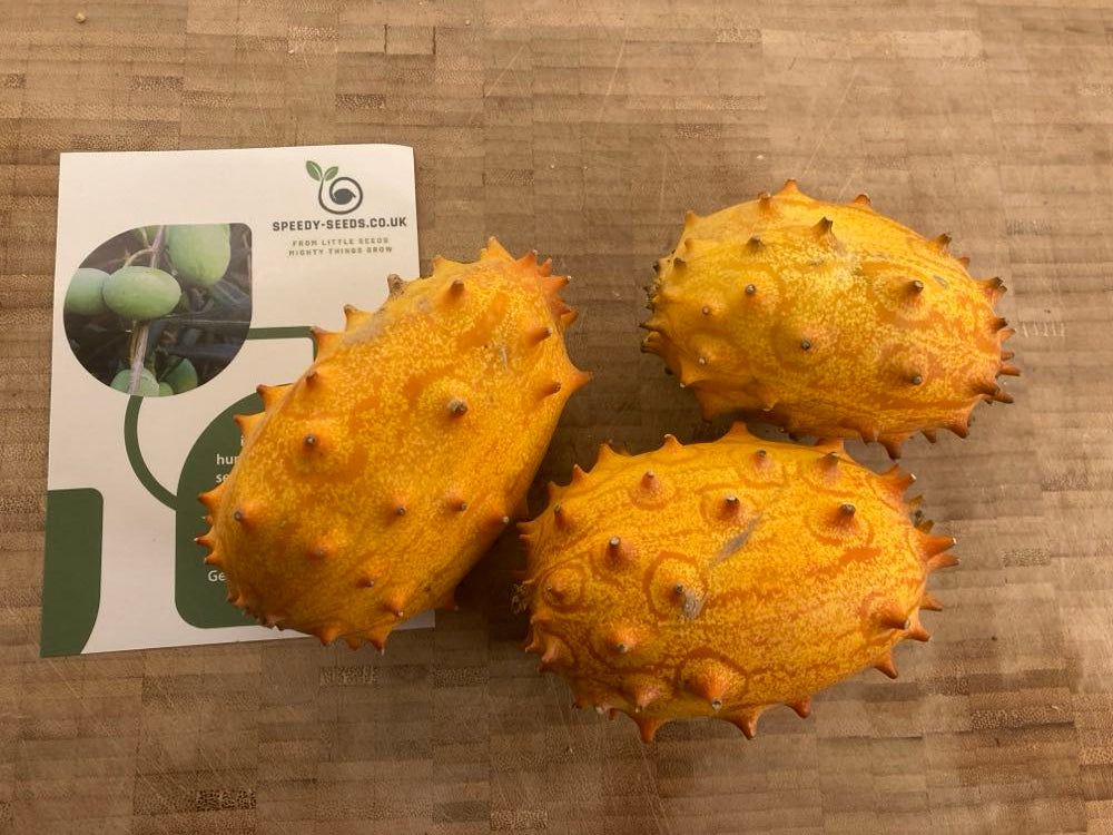 Horned Melon | African Horned Cucumber | Kiwano | 10+ viable seeds