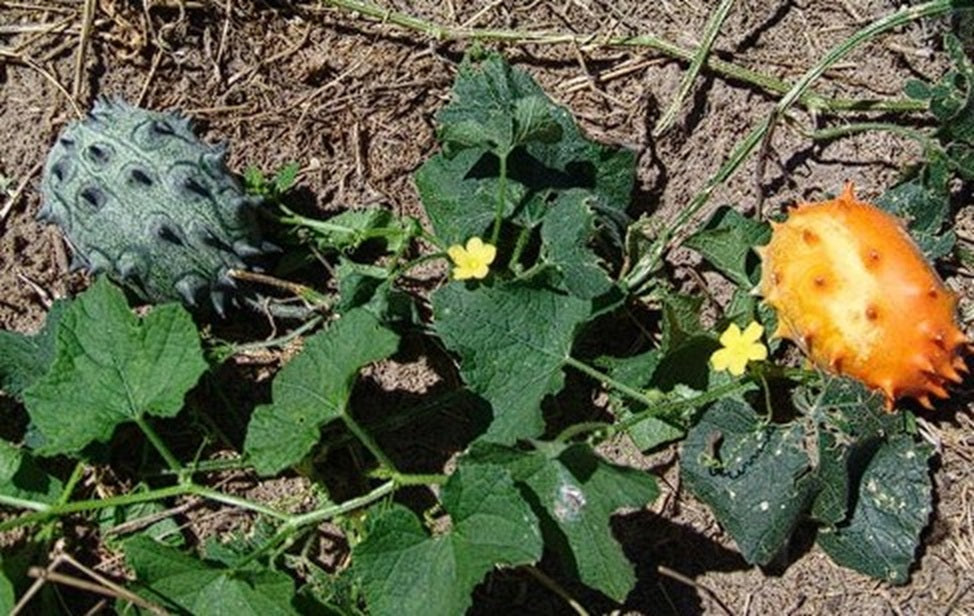 Horned Melon | African Horned Cucumber | Kiwano | 10+ viable seeds