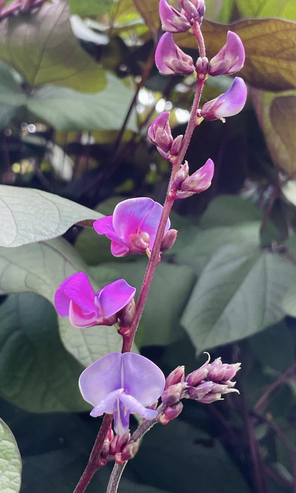 Lablab | Hyacynth Bean | 10 seeds Climbing Bean | Dolichos | Organic