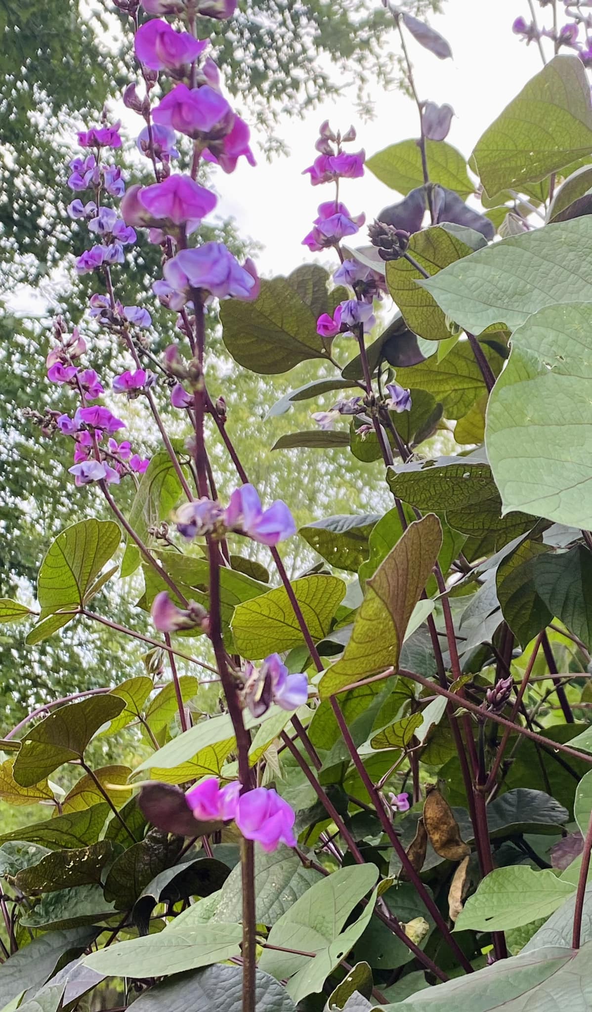 Lablab | Hyacynth Bean | 10 seeds Climbing Bean | Dolichos | Organic