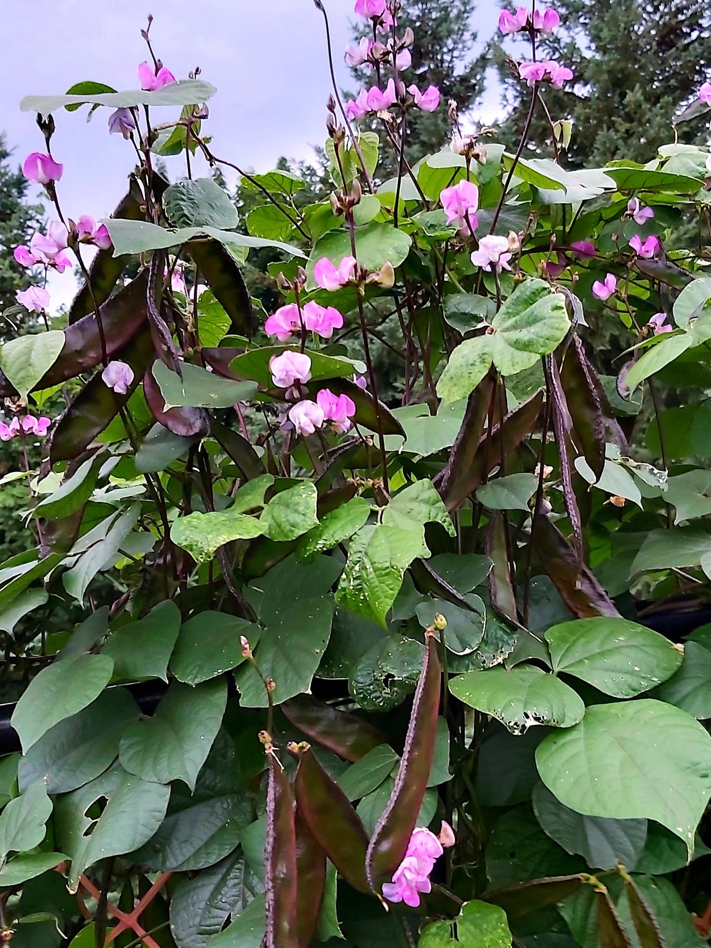 Lablab | Hyacynth Bean | 10 seeds Climbing Bean | Dolichos | Organic
