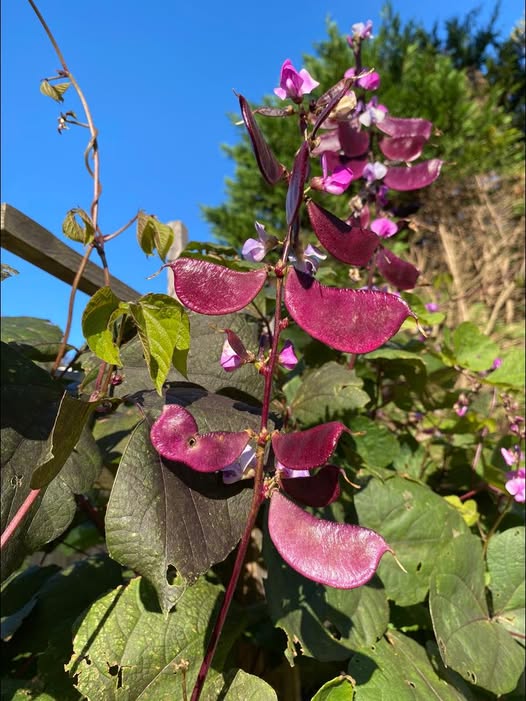 Lablab | Hyacynth Bean | 10 seeds Climbing Bean | Dolichos | Organic
