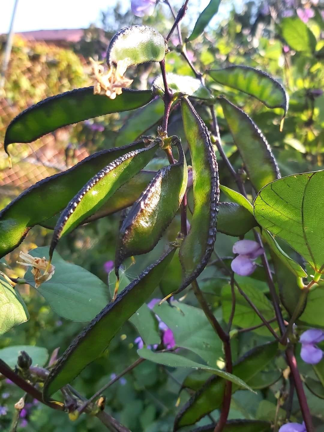 Lablab | Hyacynth Bean | 10 seeds Climbing Bean | Dolichos | Organic