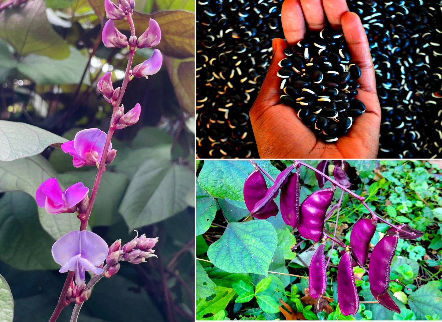 Lablab | Hyacynth Bean | 10 seeds Climbing Bean | Dolichos | Organic