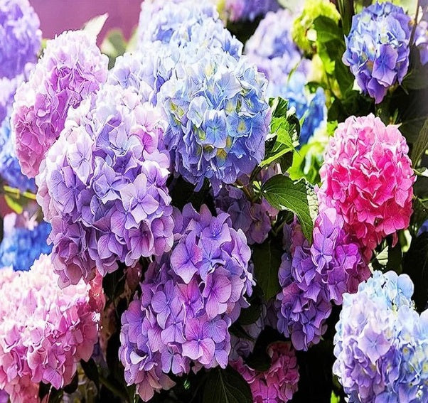 Hydrangea Mixed Colours | 10+ seeds | Hardy Perennial