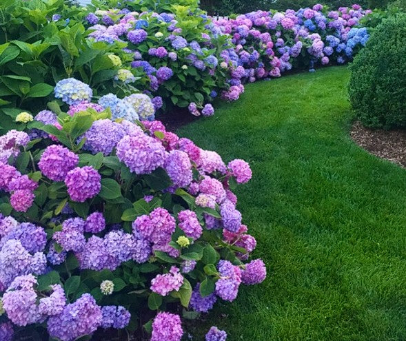 Hydrangea Mixed Colours | 10+ seeds | Hardy Perennial