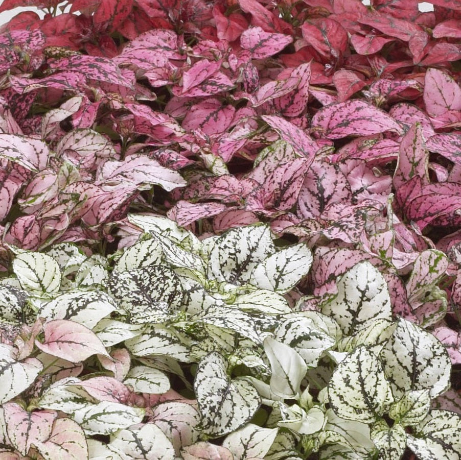 Hypoestes Confetti Mix | 20+ seeds | Easy House Plant