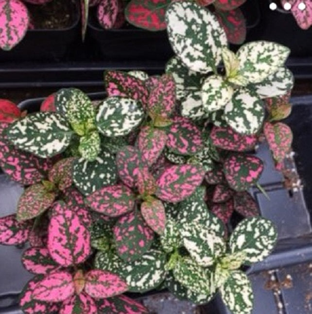 Hypoestes Confetti Mix | 20+ seeds | Easy House Plant
