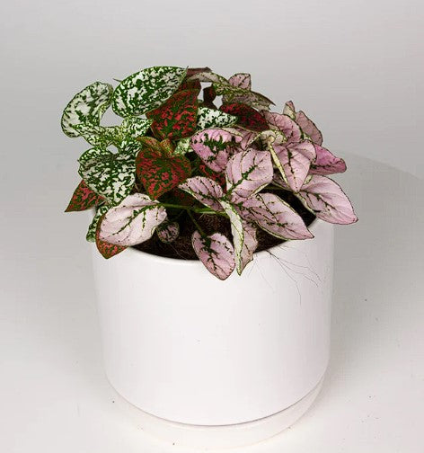 Hypoestes Confetti Mix | 20+ seeds | Easy House Plant