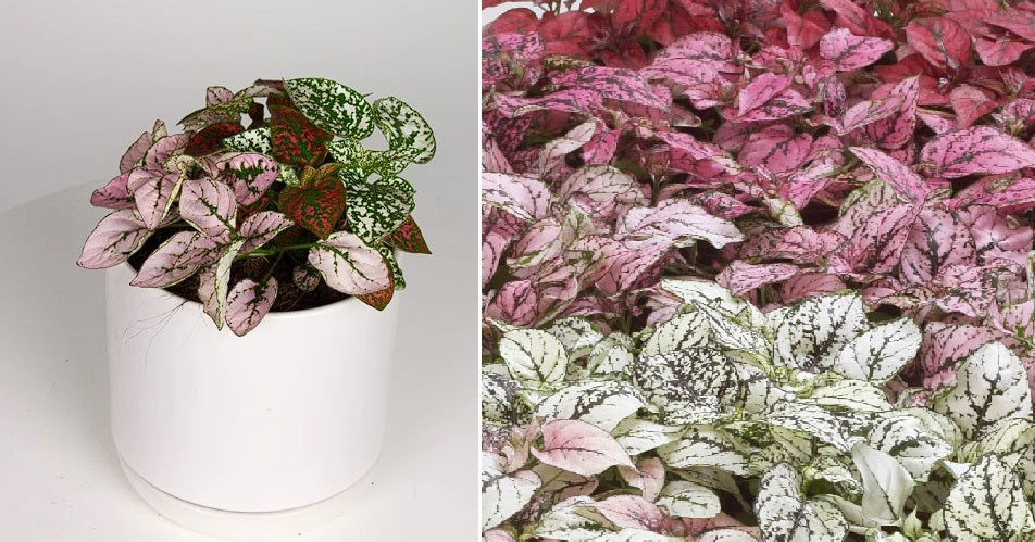 Hypoestes Confetti Mix | 20+ seeds | Easy House Plant