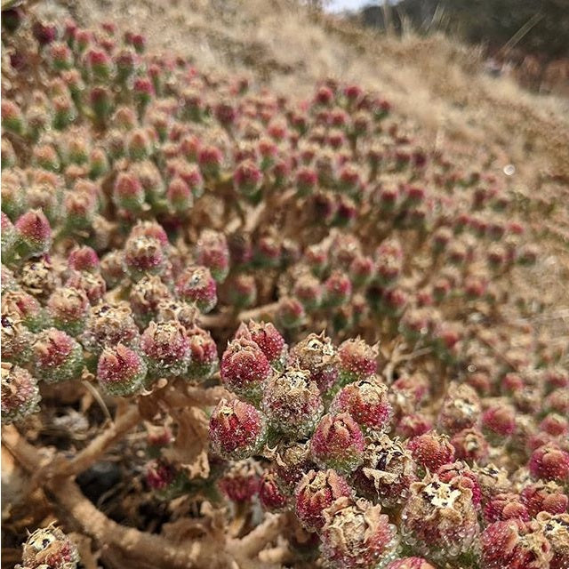 Ice Plant | Mesembryanthemum Crystallinum | 500+ seeds | Fascinating and Easy Succulent
