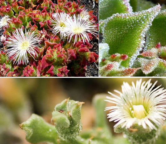 Ice Plant | Mesembryanthemum Crystallinum | 500+ seeds | Fascinating and Easy Succulent