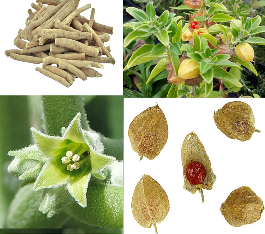 Indian Ginseng | 100+ Seeds | Ashwagandha. अश्वगंधा. অশ্বগন্ধা
