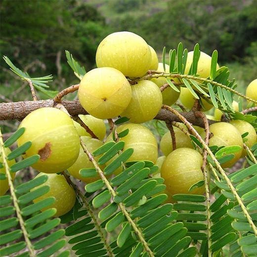 Indian Gooseberry Phyllanthus Emblica 20+ Seeds | آملا | Amla | अमला