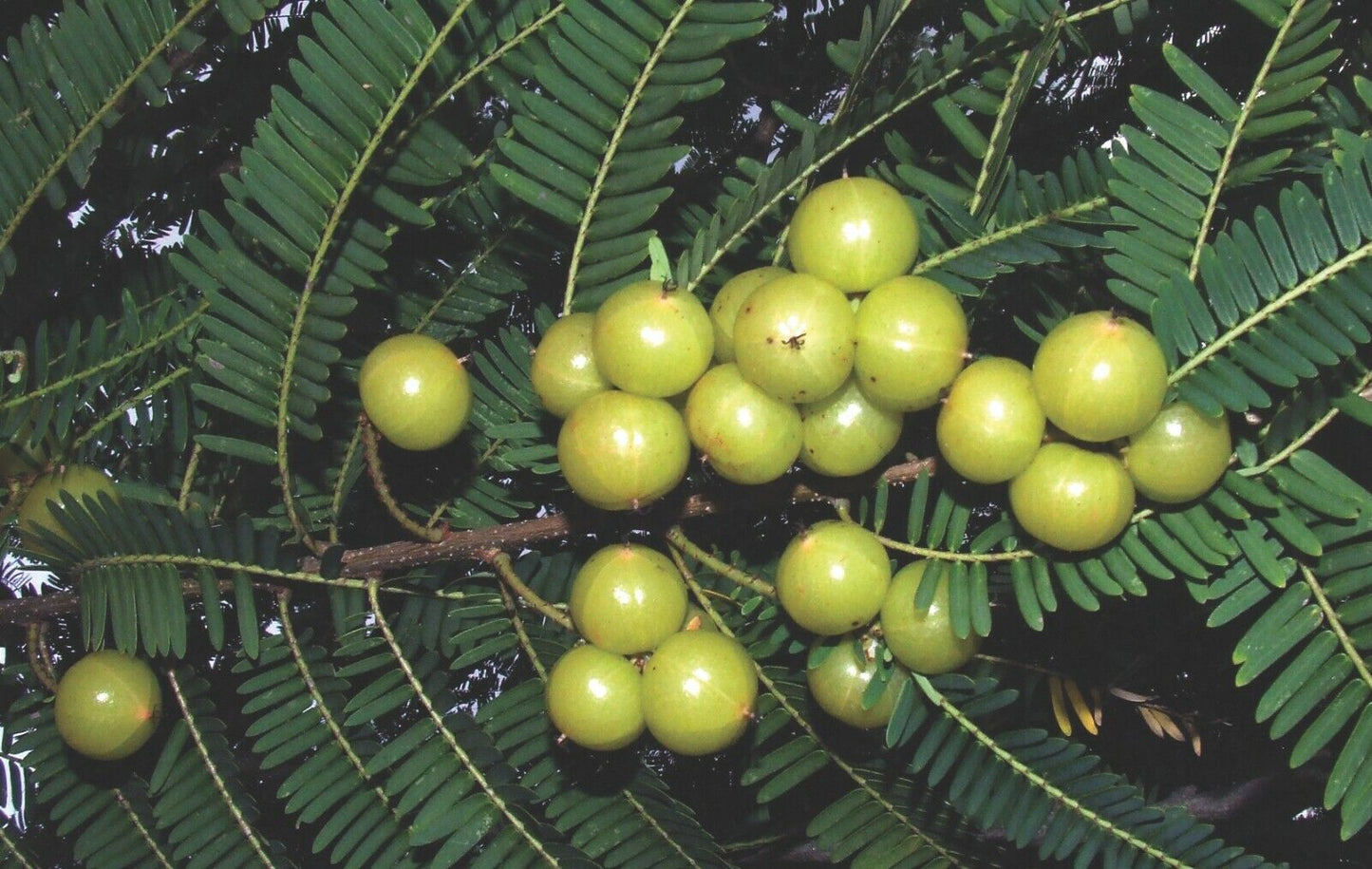 Indian Gooseberry Phyllanthus Emblica 20+ Seeds | آملا | Amla | अमला