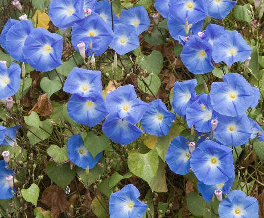 Ipomoea Blue Morning Glory | 50+ Seeds | Easy | Climbing