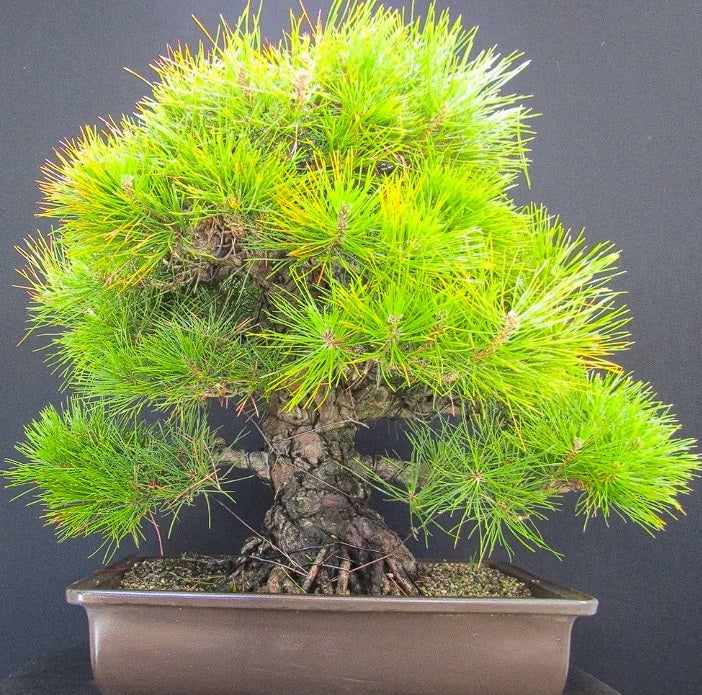Japanese Black Pine | 30+ seeds | Pinus Thunbergii | Bonsai