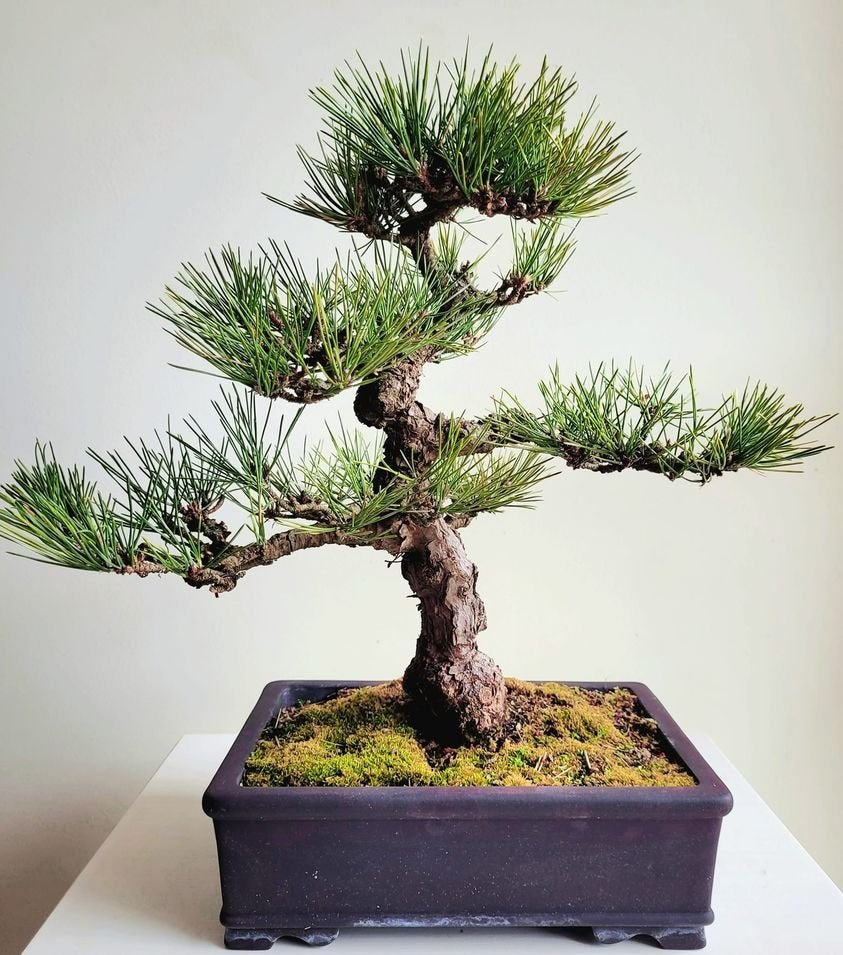 Japanese Black Pine | 30+ seeds | Pinus Thunbergii | Bonsai