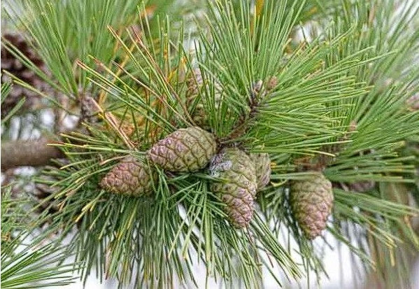 Japanese Black Pine | 30+ seeds | Pinus Thunbergii | Bonsai