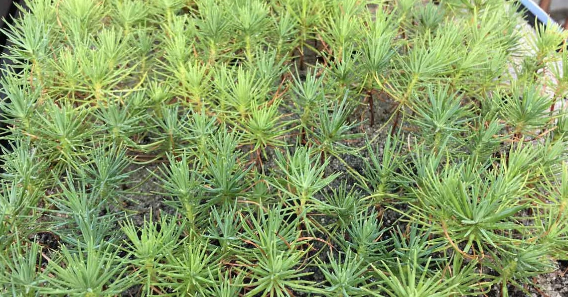 Japanese Black Pine | 30+ seeds | Pinus Thunbergii | Bonsai