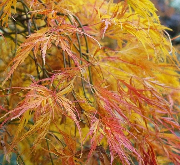 Weeping Japanese Maple | Acer Palmatum Dissectum | 15+ Seeds | Bonsai