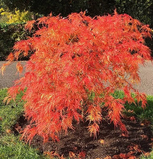 Weeping Japanese Maple | Acer Palmatum Dissectum | 15+ Seeds | Bonsai