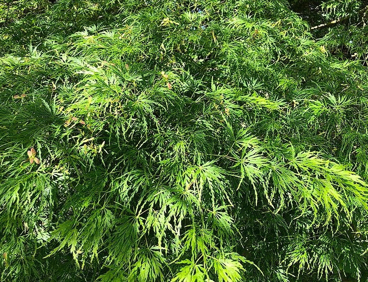 Weeping Japanese Maple | Acer Palmatum Dissectum | 15+ Seeds | Bonsai