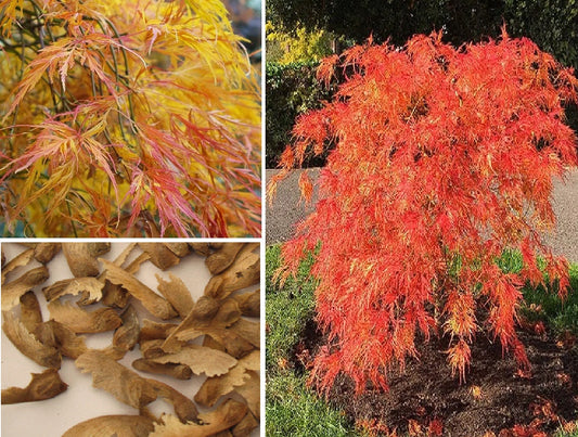 Weeping Japanese Maple | Acer Palmatum Dissectum | 15+ Seeds | Bonsai