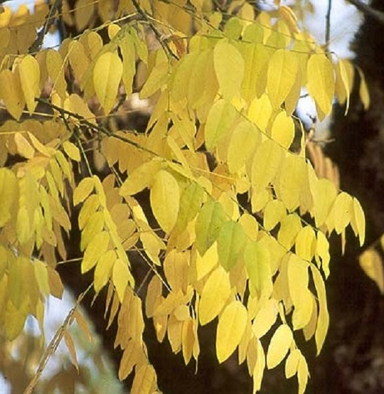 Japanese Pagoda Tree | Styphnolobium Japonicum | 20+ seeds