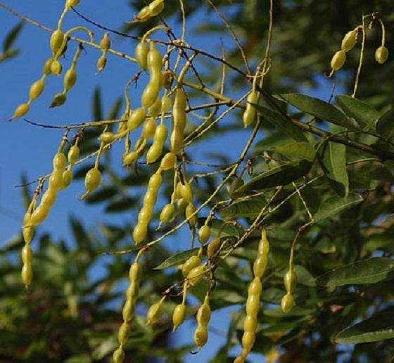 Japanese Pagoda Tree | Styphnolobium Japonicum | 20+ seeds