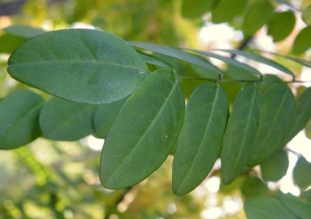 Japanese Pagoda Tree | Styphnolobium Japonicum | 20+ seeds
