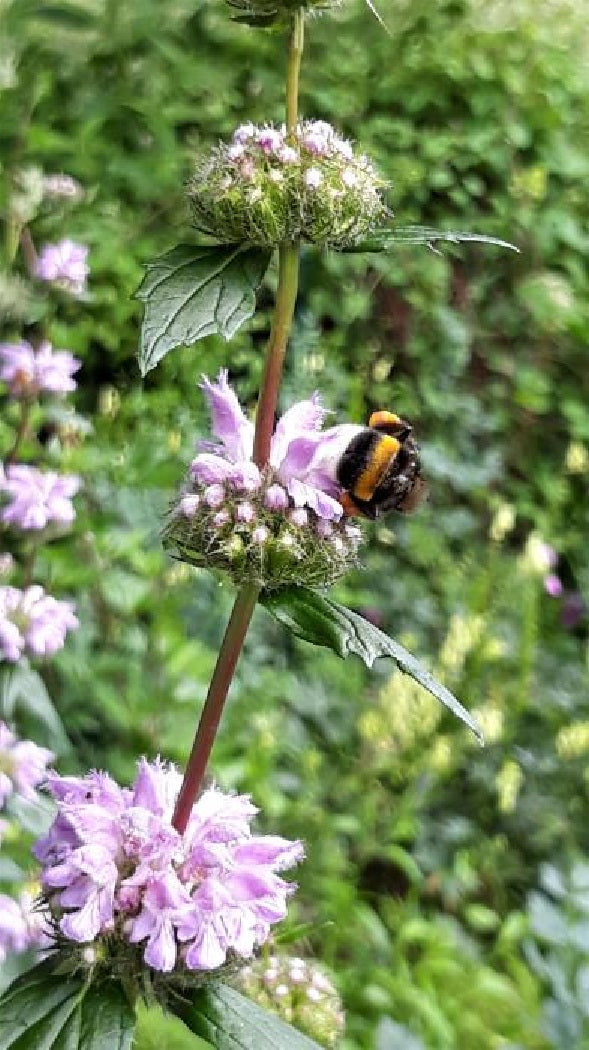 Jerusalem Sage | Phlomis Tuberosa | 15+ seeds | Turkish Sage | Pollenator Magnet
