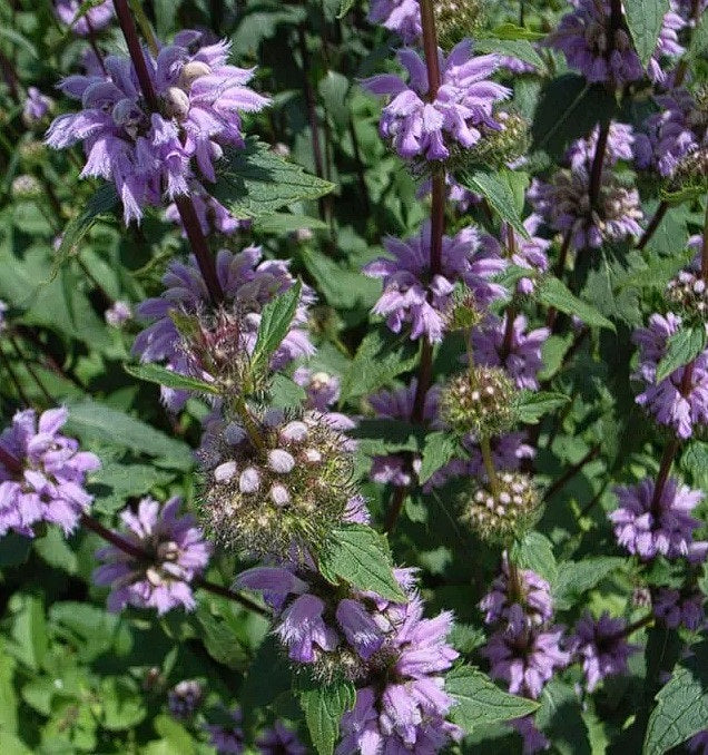Jerusalem Sage | Phlomis Tuberosa | 15+ seeds | Turkish Sage | Pollenator Magnet