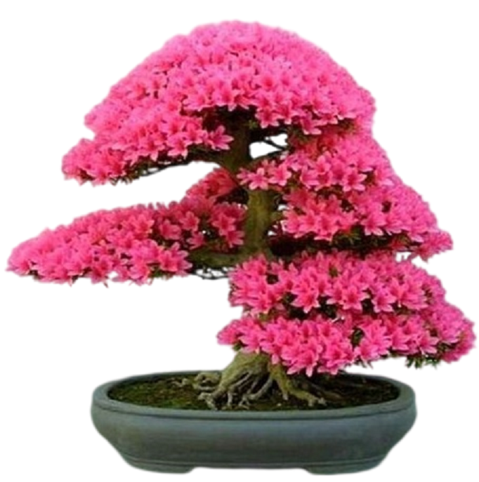 Bonsai Tree Seed Mix 2 | 40 fresh seeds, 10 of each