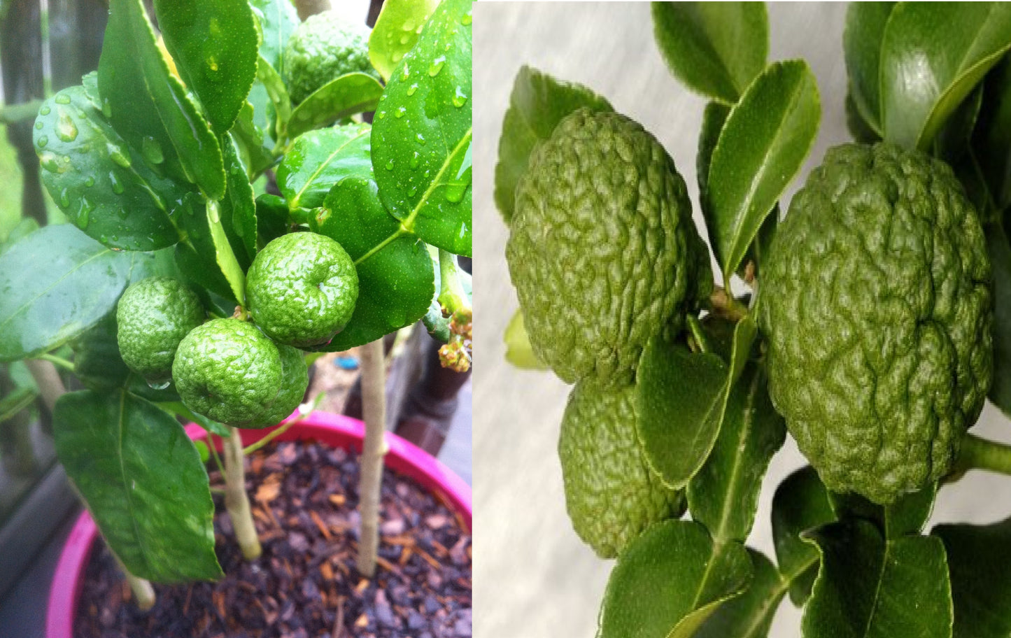 Kaffir Lime Seeds (Citrus Hystrix) 10+ seeds Makrut เมล็ดมะกรูด