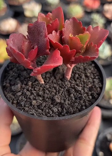 Kalanchoe Thyrsiflora | 10+ seeds | Rare Succulent | House Plant