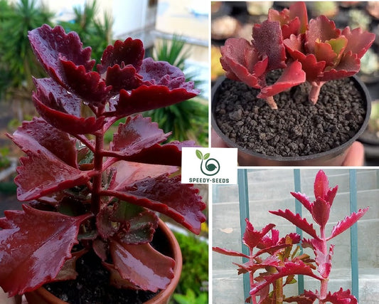 Kalanchoe Thyrsiflora | 10+ seeds | Rare Succulent | House Plant