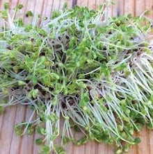 Kale Sprouting Seeds | 2,800+ Organic Seeds | Microgreens