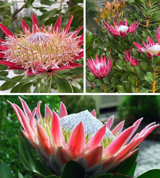 Protea Cynaroides | 10+ seeds| South Africa | King Sugar Bush