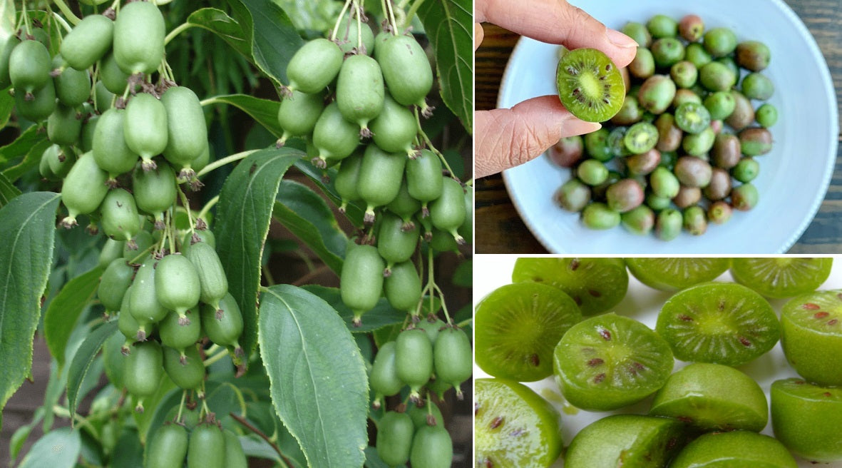Kiwi Berry (Actinidia Arguta Issai) | 15+ seeds | UK Hardy