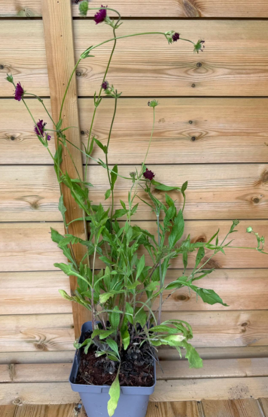 Knautia Macedonica | Red Knight | 30+ seeds | Perennial | Drought Tolerant