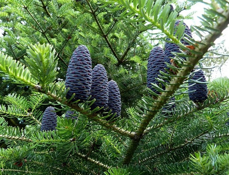 Korean Fir | Abies Koreana | 25+ seeds | Bonsai | Hardy